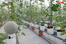 Phát triển bền vững nông nghiệp vùng Đông Nam Bộ - Bài 2: Bước tiến lớn từ nông nghiệp thông minh