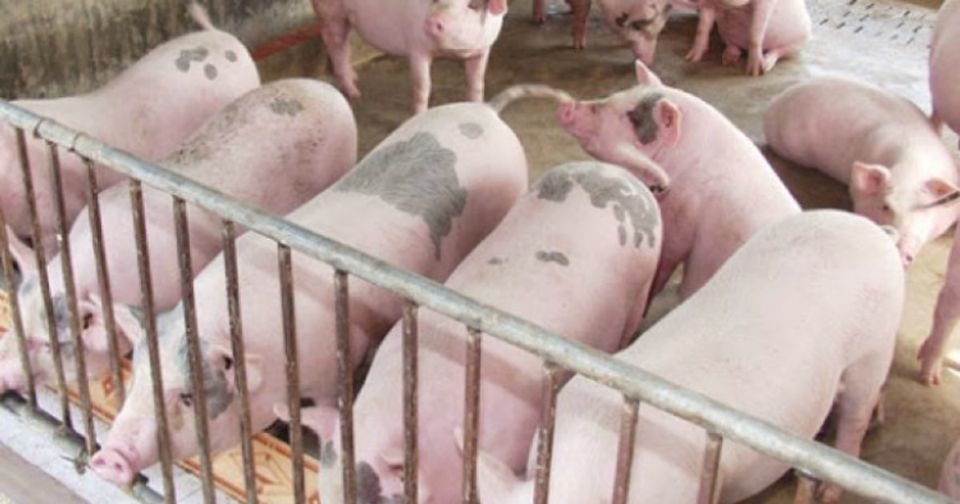 Giá heo hơi ngày 17/2/2025: Xu hướng tăng mạnh sau chuỗi ngày đi ngang 