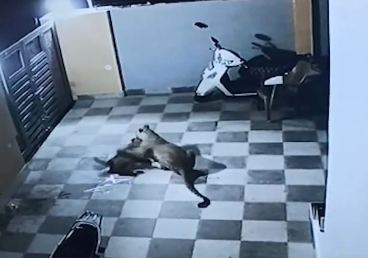 CLIP: Báo đốm nửa đêm leo tường vào nhà dân tấn công chó nhà và cái kết gây chú ý