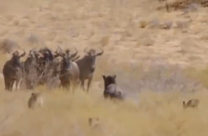 CLIP: Dù bị thương, linh dương đầu bò vẫn đủ sức 'cân' 4 con báo săn