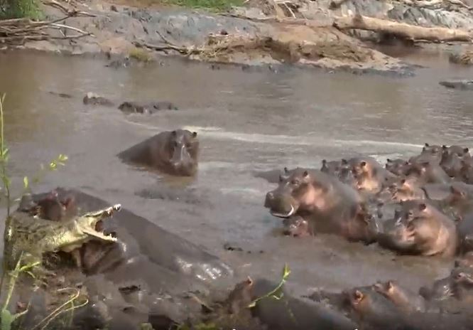 CLIP: Lọt vào vòng vây của 30 con hà mã, cá sấu nhận cái kết cực kỳ đau đớn