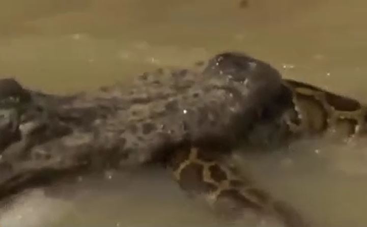 CLIP: Đối đầu với cá sấu, trăn gấm bị xé xác không thương tiếc