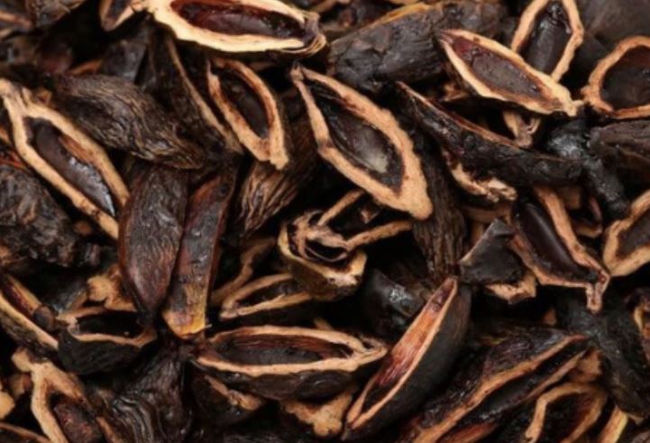 Thứ quả người Việt ít ai ngó ngàng nhưng sang Trung Quốc lại trở thành 'vàng ròng' có sức hút cực lớn