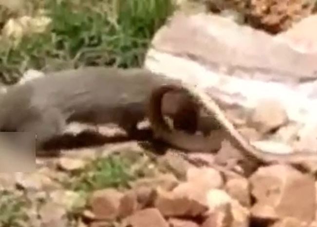 CLIP: Đụng độ cầy mangut, rắn hổ mang bị kẻ thù xé xác không thương tiếc