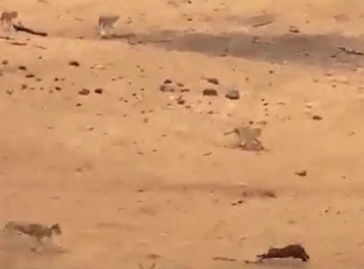 CLIP: Bị 7 con sư tử truy sát, lợn bướu có màn 'bẻ lái' cực kỳ ngoạn mục nhưng cái kết mới gây chú ý