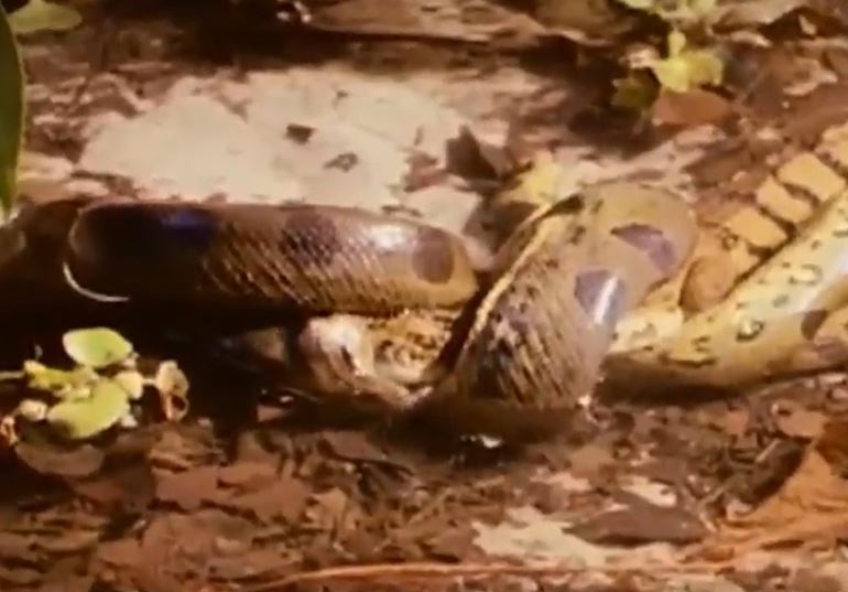 CLIP: Đang đi dạo, cá sấu Caiman bị trăn gấm xơi tái