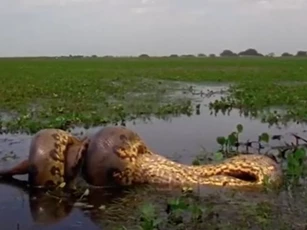 CLIP: Trăn Anaconda tung đòn chí mạng, kết liễu chuột lang khổng lồ trong chớp mắt
