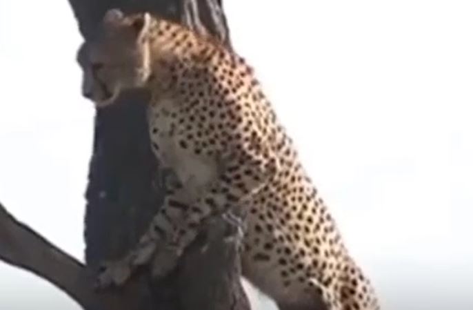 CLIP: Vừa bị cướp mồi, báo đốm còn bị linh cẩu đuổi trốn lên tận ngọn cây