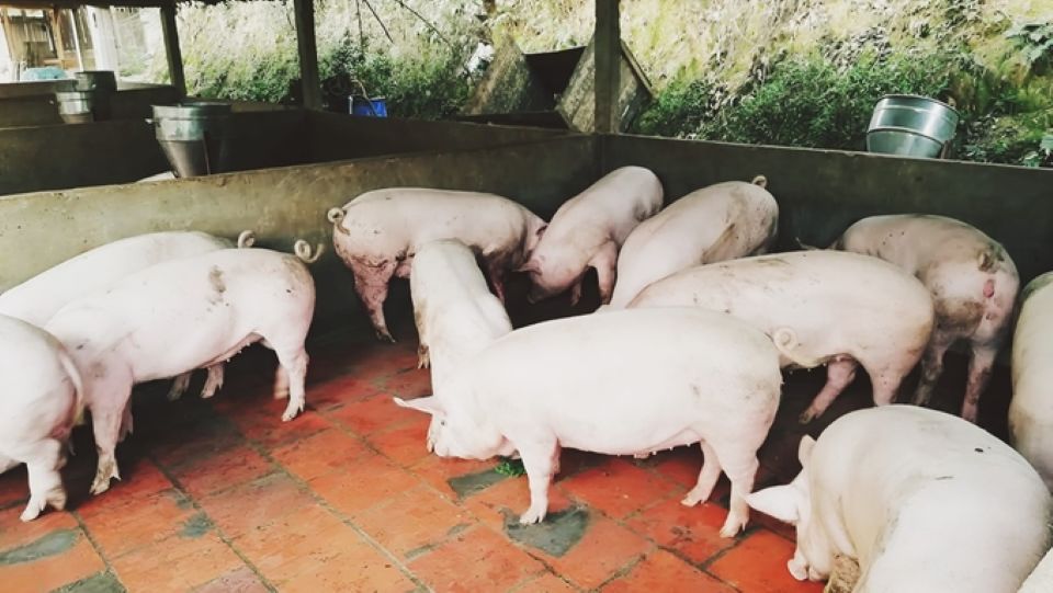 Gi&#xE1; heo h&#x1A1;i ng&#xE0;y 18/2/2025: Bi&#x1EBF;n &#x111;&#x1ED9;ng tr&#xE1;i chi&#x1EC1;u gi&#x1EEF;a hai mi&#x1EC1;n B&#x1EAF;c, Nam