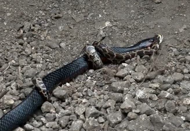 CLIP: Đụng độ rắn chàm phương Đông, trăn gấm bị kẻ thù xơi tái