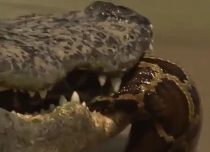 CLIP: Đi nhầm vào địa bàn của cá sấu, trăn gấm nhận cái kết đầy đau đớn