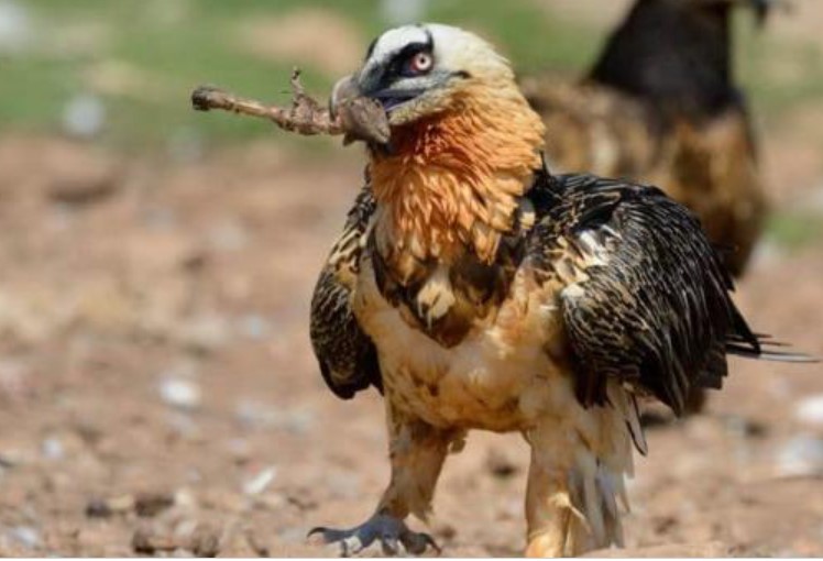 Loài động vật duy nhất thích ăn xương hơn thịt: Đó là loài nào?