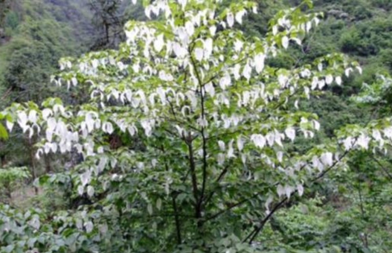 Có một cây quý hiếm tồn tại hơn 60 triệu năm trên trái đất chỉ mọc ở vùng núi cao, có gì đặc biệt mà được bảo tồn?