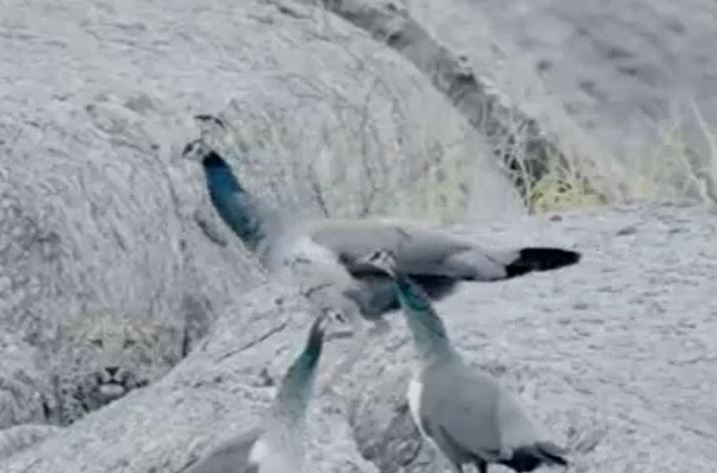 CLIP: Đi săn, báo hoa mai bị đàn chim công dọa cho 'vỡ mật'