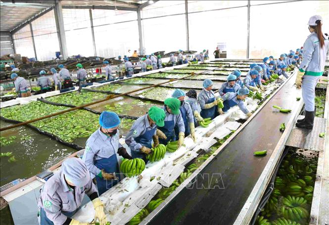 Doanh nghiệp Việt Nam đầu tư dự án nông nghiệp công nghệ cao quy mô lớn tại Campuchia