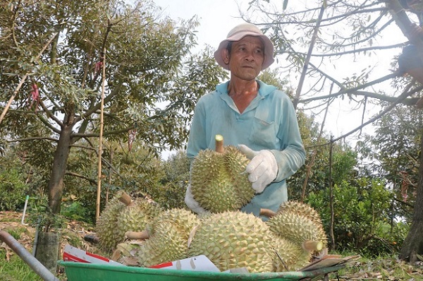 S&#x1EA7;u ri&#xEA;ng mi&#x1EC1;n T&#xE2;y r&#x1EDB;t gi&#xE1;