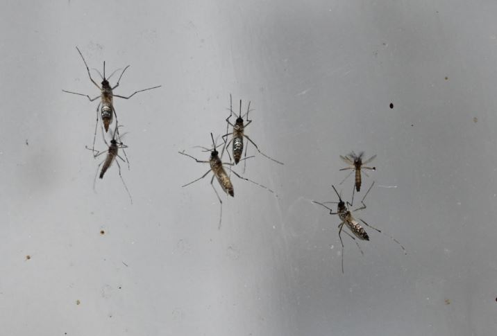 50 con muỗi cái chết ngay lập tức sau màn giao phối với muỗi đực, một thí nghiệm hứa hẹn xóa sổ mọi loài côn trùng gây hại trên hành tinh