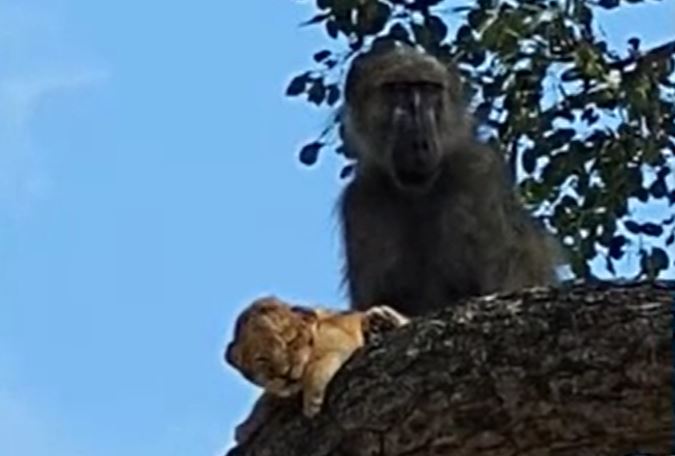 CLIP: Khỉ đầu chó bắt cóc sư tử con đem lên cây và cái kết