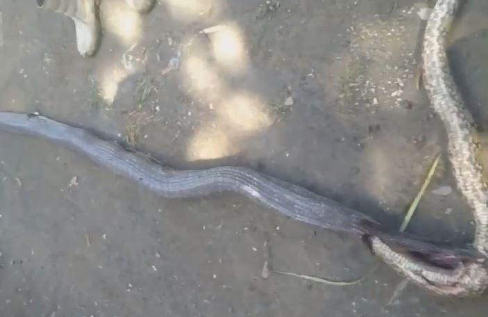 CLIP: Nuốt trăn vua, rắn hổ mang chúa nhận ngay 'quả báo'