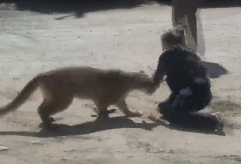 CLIP: Nữ cảnh sát dùng tay không chống trả sư tử và cái kết