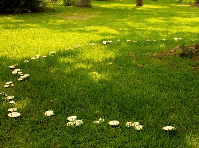 Tại sao một số loại nấm mọc theo vòng tròn hoàn hảo?