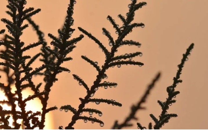 Lo&#xE0;i c&#xE2;y ti&#x1EBF;t &#x2018;m&#x1ED3; h&#xF4;i mu&#x1ED1;i&#x2019; &#x1EDF; tr&#xEA;n sa m&#x1EA1;c, gi&#xFA;p c&#x1EA3;i ti&#x1EBF;n c&#xF4;ng ngh&#x1EC7; thu th&#x1EAD;p n&#x1B0;&#x1EDB;c &#x1EDF; n&#x1A1;i kh&#xF4; h&#x1EA1;n