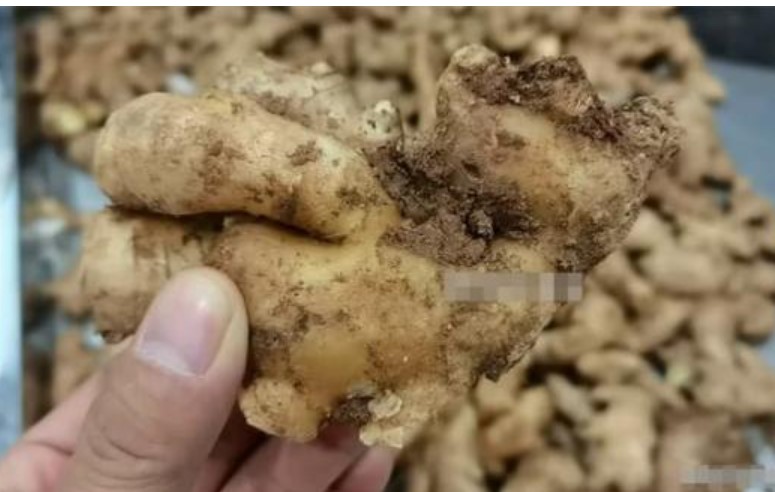 Bảo quản gừng 'chuyên nghiệp' với 3 mẹo cực hay này, gừng tươi ngon suốt cả năm, không sợ bị khô hay mọc mầm