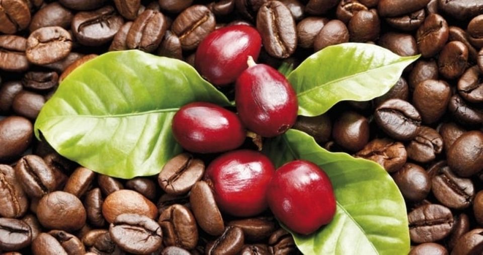 Giá nông sản ngày 20/2/2025: Cà phê bật tăng trở lại, hồ tiêu vững vàng ở mức cao