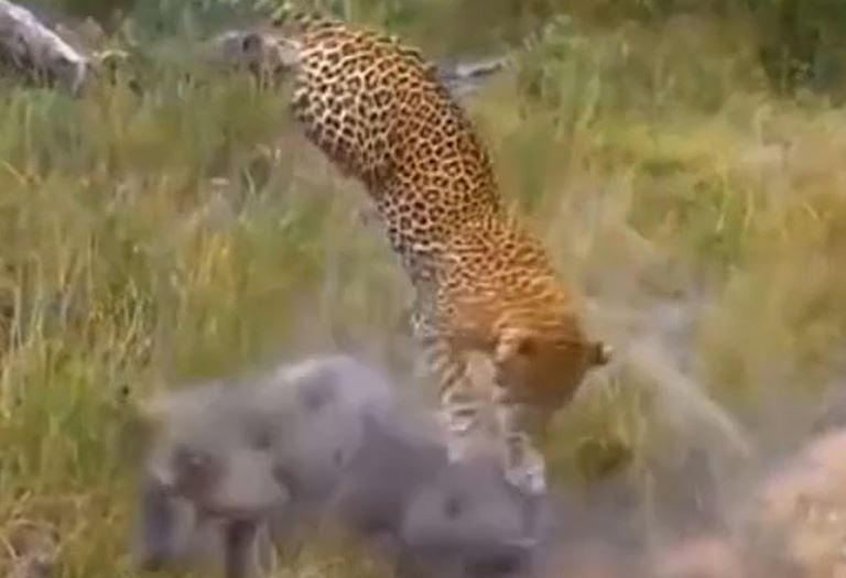 CLIP: Lợn rừng mẹ nổi điên truy sát báo đốm để giành lại con non