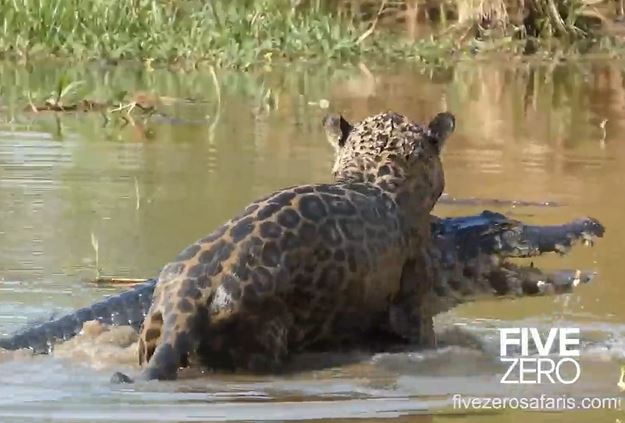 CLIP: Báo hoa mai phi thân xuống sông săn cá sấu caiman và cái kết