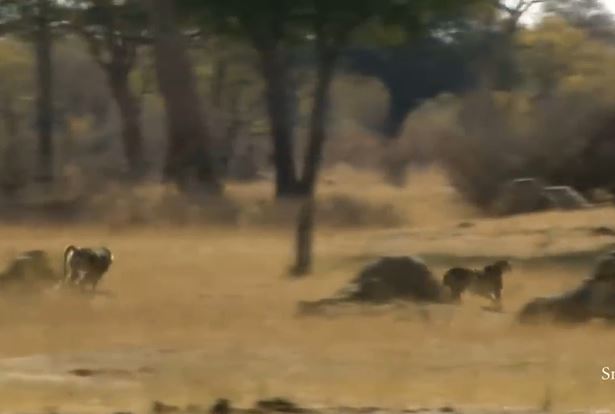 CLIP: Đi nhầm vào địa bàn của khỉ đầu chó, báo săn bị 'tẩn' cho 'ra bã'