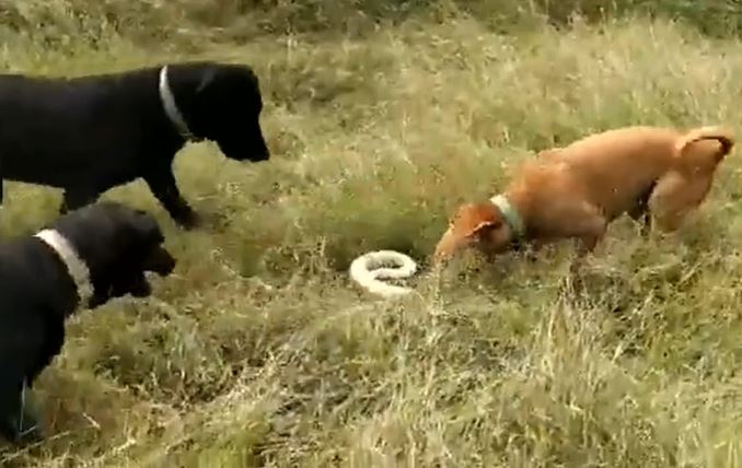 CLIP: 3 con chó nhà hợp sức tấn công rắn hổ mang và cái kết đầy đau đớn cho loài bò sát