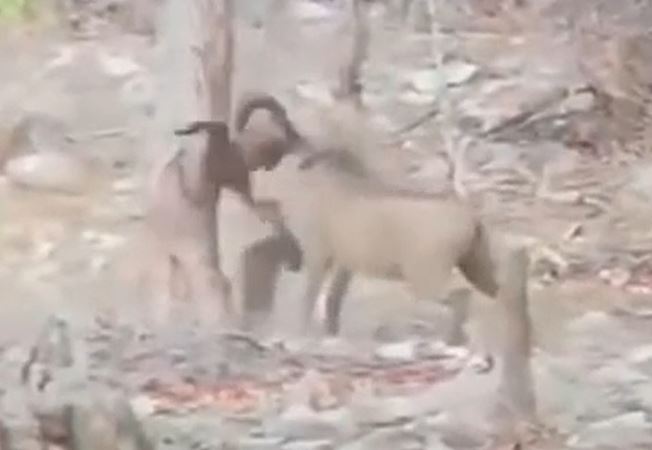 CLIP: Rơi vào tay lợn rừng, khỉ đầu chó bỏ mạng thương tâm