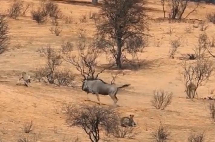 CLIP: Linh dương đầu bò một mình chống trả 2 con báo săn và cái kết mỹ mãn