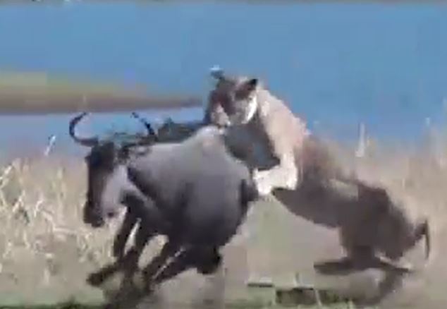 CLIP: Chủ động tấn công sư tử, linh dương đầu bò nhận cái kết đầy đau đớn