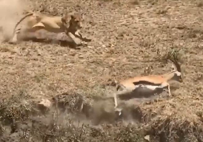CLIP: Bị té ngã khi tháo chạy, linh dương impala nhận cái kết ai cũng đoán được