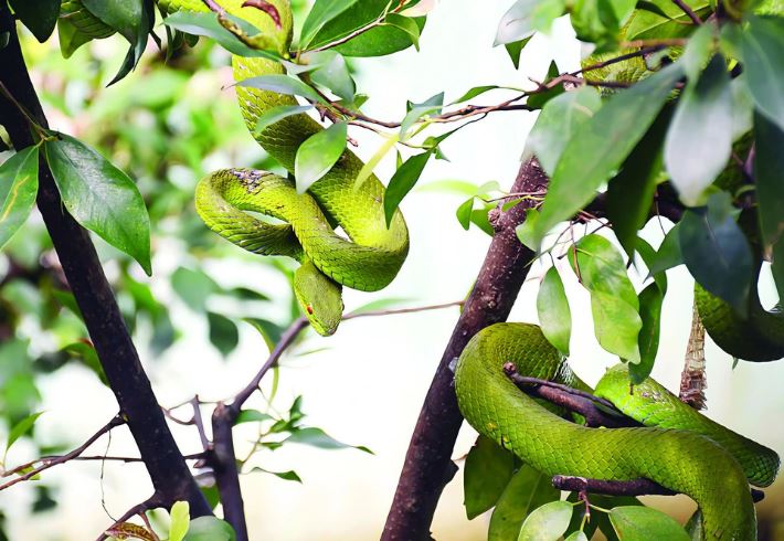 Kỳ thú "vương quốc rắn" Đồng Tâm