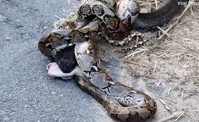 CLIP: 'Mãn nhãn' trước màn tử chiến 'nảy lửa' của rắn hổ mang chúa và trăn gấm