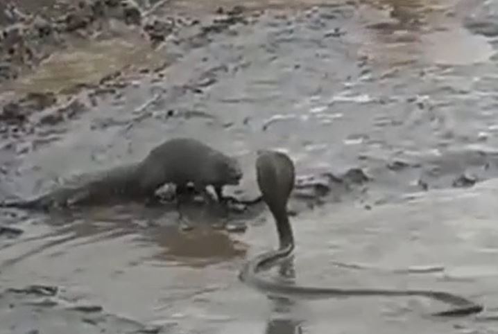 CLIP: Đối đầu với cầy mangut, rắn hổ mang bị kẻ thù 'xử tử' 