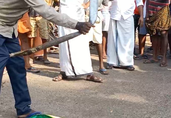 CLIP: Người đàn ông trổ tài bắt rắn hổ mang bằng tay không và cái kết đầy đau đớn