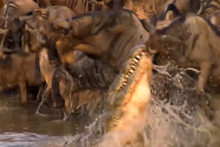 CLIP: Đang uống nước, linh dương đầu bò bị cá sấu kéo xuống và cái kết