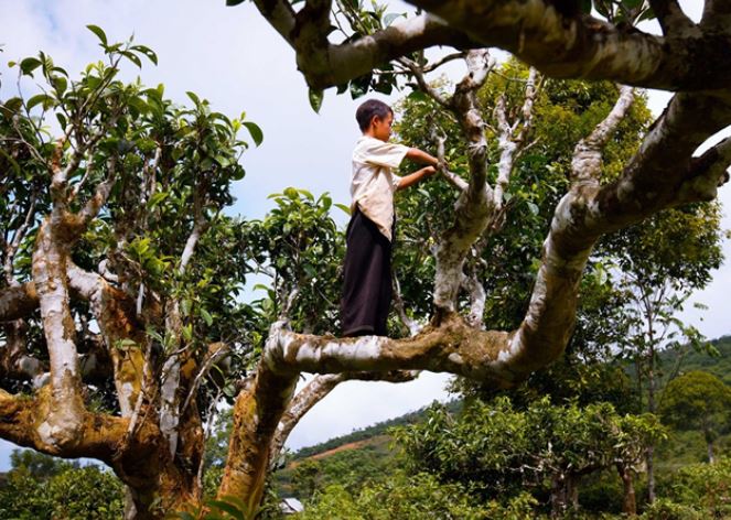 Loại cây được công nhận là 'Cây di sản Việt Nam': Mọc trên độ cao 1200m, cả nước chỉ còn rất ít