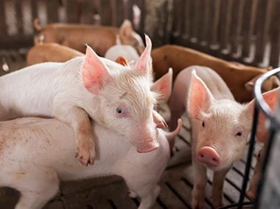 Giá heo hơi ngày 21/2/2025: Duy trì đà tăng trên cả nước