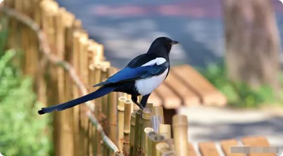 Có những dấu hiệu này ở nhà là điều may mắn, niềm vui từ trên trời rơi xuống, quý nhân sẽ đến