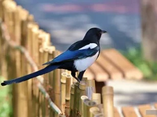 Có những dấu hiệu này ở nhà là điều may mắn, niềm vui từ trên trời rơi xuống, quý nhân sẽ đến