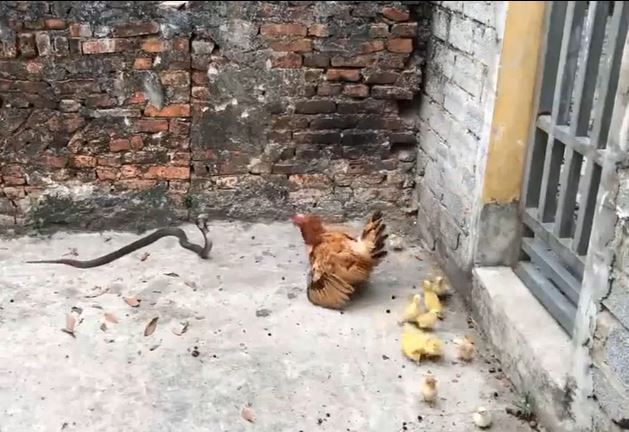 CLIP: Tấn công đàn gà và vịt, rắn hổ mang nhận cái kết 'muối mặt'