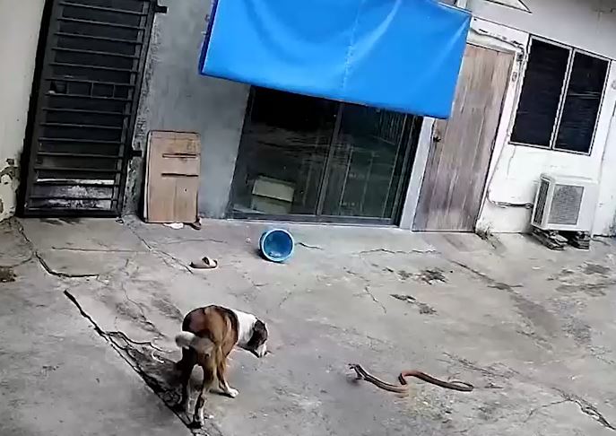 CLIP: Thấy rắn hổ mang lẻn và sân, chó nhà ra nghênh đón và cái kết