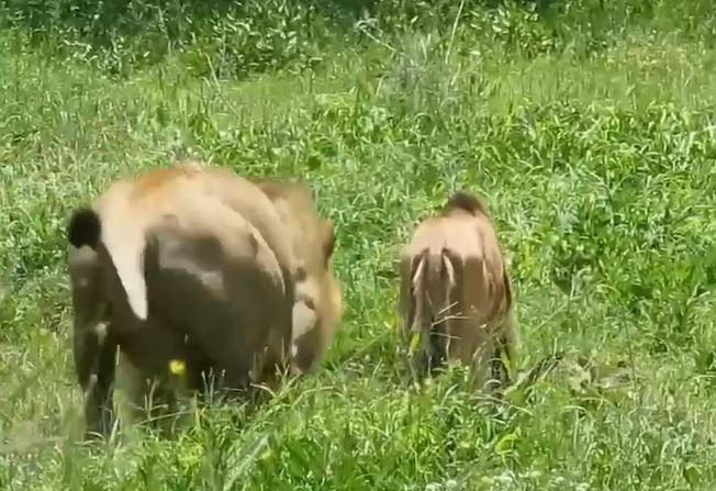 CLIP: Mải mê gặp cỏ, linh dương đầu bò bị sư tử 'xơi tái' cho tích tắc