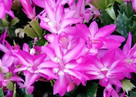 Rắc một nắm này vào chậu hoa cây cảnh, không lo bị sâu bọ, không bị thối rễ, lá có màu xanh bóng, hoa nở đầy chậu