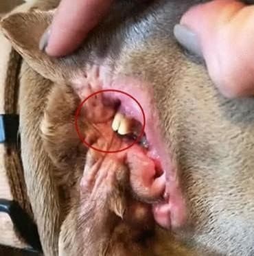 Tr&#xEA;n tai ch&#xFA; ch&#xF3; c&#xF3; nh&#x1EEF;ng c&#x1EE5;c m&#xE0;u v&#xE0;ng, ng&#x1B0;&#x1EDD;i ch&#x1EE7; l&#xFA;c &#x111;&#x1EA7;u t&#x1B0;&#x1EDF;ng &#x111;&#xF3; l&#xE0; r&#xE1;y tai, nh&#xEC;n k&#x1EF9; l&#x1EA1;i s&#x1EE3; to&#xE1;t m&#x1ED3; h&#xF4;i h&#x1ED9;t